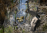 First Goslings Appear In Edmonton Parks As Spring Nesting Begins