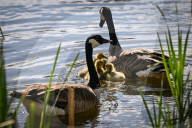 First Goslings Appear In Edmonton Parks As Spring Nesting Begins