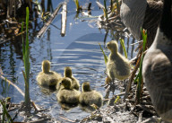 First Goslings Appear In Edmonton Parks As Spring Nesting Begins