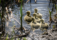 First Goslings Appear In Edmonton Parks As Spring Nesting Begins