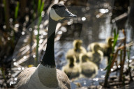 First Goslings Appear In Edmonton Parks As Spring Nesting Begins