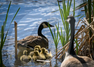 First Goslings Appear In Edmonton Parks As Spring Nesting Begins