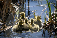 First Goslings Appear In Edmonton Parks As Spring Nesting Begins