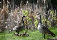 First Goslings Appear In Edmonton Parks As Spring Nesting Begins