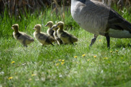 First Goslings Appear In Edmonton Parks As Spring Nesting Begins
