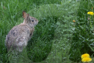 Wild Rabbit During The Spring Season In Toronto