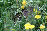 Wild Rabbit During The Spring Season In Toronto