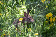 Wild Rabbit During The Spring Season In Toronto