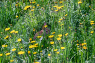 Wild Rabbit During The Spring Season In Toronto