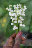 Lily Of The Valley Flowers