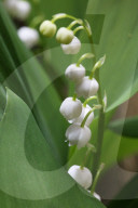 Lily Of The Valley Flowers