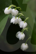 Lily Of The Valley Flowers