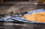 Squirrels Stealing Wheat Grains - Animal India