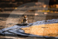 Squirrels Stealing Wheat Grains - Animal India