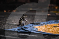 Squirrels Stealing Wheat Grains - Animal India