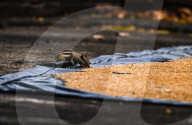 Squirrels Stealing Wheat Grains - Animal India