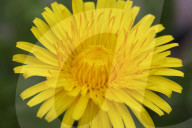 Dandelions