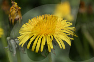 Dandelions