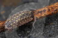 Woodlouse