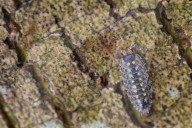 Woodlouse