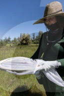 University Of California Students Collect Insects  