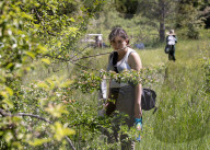 University Of California Students Collect Insects  