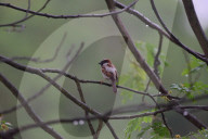 India Wildlife