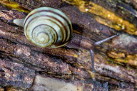 Banded Garden Snail