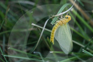 Hexagenia Limbata