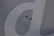 Cranes Take Flight In Nepal