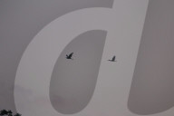 Cranes Take Flight In Nepal