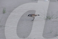 River Lapwing In Nepal