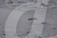 River Lapwing In Nepal