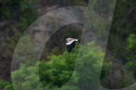River Lapwing In Nepal