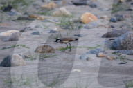 River Lapwing In Nepal