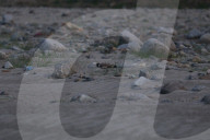 River Lapwing In Nepal