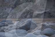 River Lapwing In Nepal