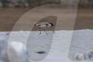 River Lapwing In Nepal