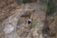 River Lapwing In Nepal
