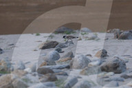 River Lapwing In Nepal