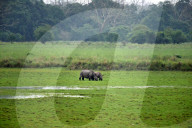 India Wildlife