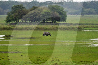 India Wildlife
