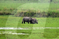 India Wildlife