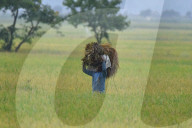 India Agriculture