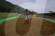 India Agriculture