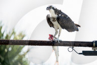 Birds Ospreys Catch And Eat Fish