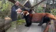 Sir Snacks-A-Lot ist tot: Der Oregon Zoo in Portland trauert um den Roten Panda Moshu