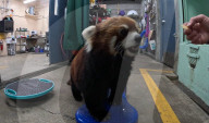 Sir Snacks-A-Lot ist tot: Der Oregon Zoo in Portland trauert um den Roten Panda Moshu