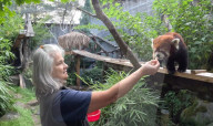 Sir Snacks-A-Lot ist tot: Der Oregon Zoo in Portland trauert um den Roten Panda Moshu