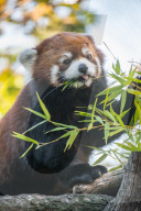 Sir Snacks-A-Lot ist tot: Der Oregon Zoo in Portland trauert um den Roten Panda Moshu